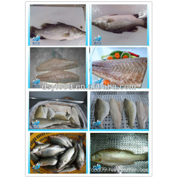 FROZEN SEA BASS FISH/SEA BASS FILLET